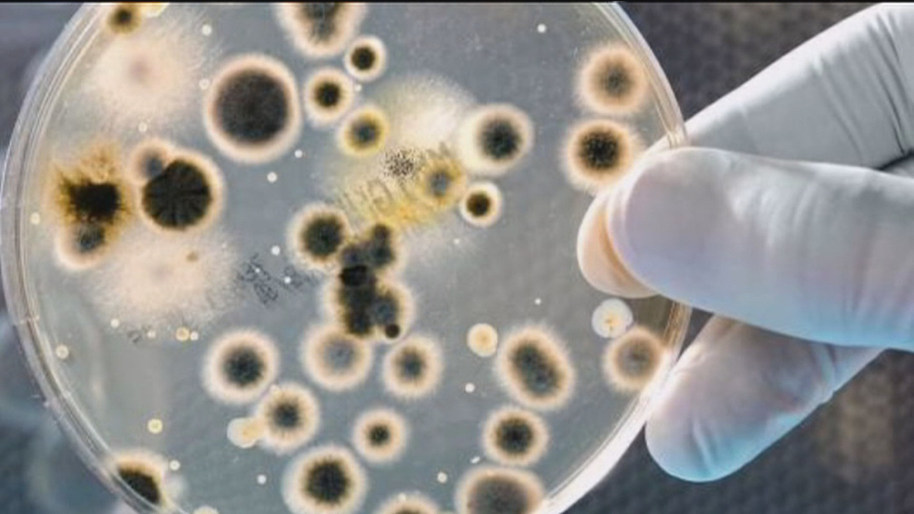 La clave de la longevidad podría estar en el intestino