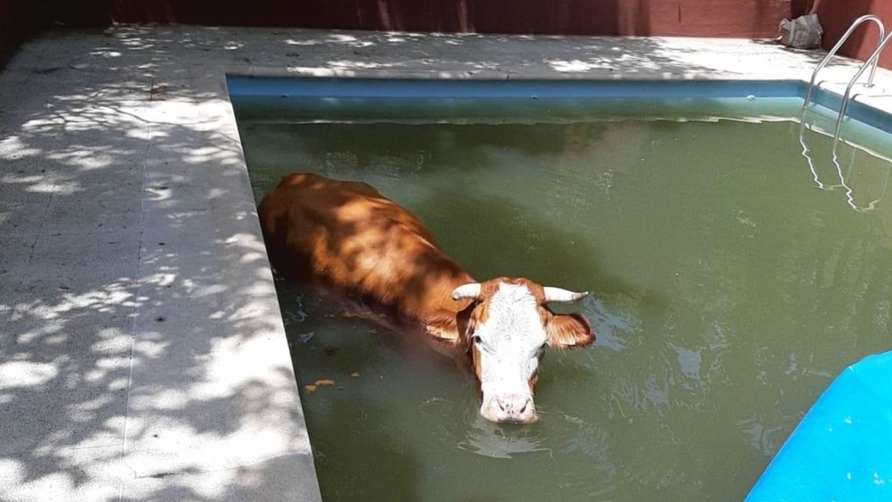 Rescatan una vaca tras dos días a remojo en la piscina de una casa en Cercedilla