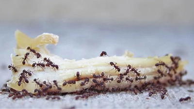 ¿Cómo podemos acabar con las hormigas?