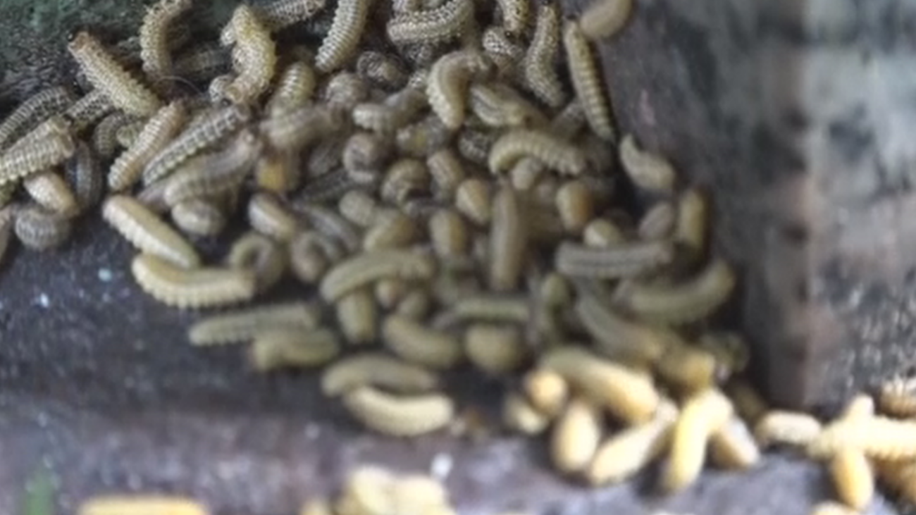 Una plaga de gusanos invade Alcorcón