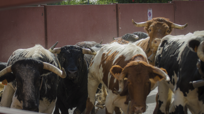 Tres heridos leves en el primer encierro de las fiestas de Villalba