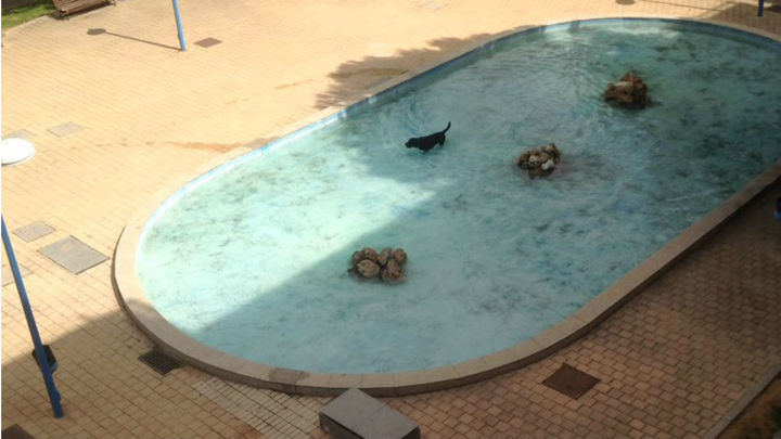 Denuncian que una fuente de Pinto se convierte en una 'piscina' para perros