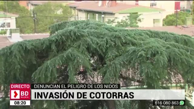 Invasión de cotorras en Ciudad Lineal
