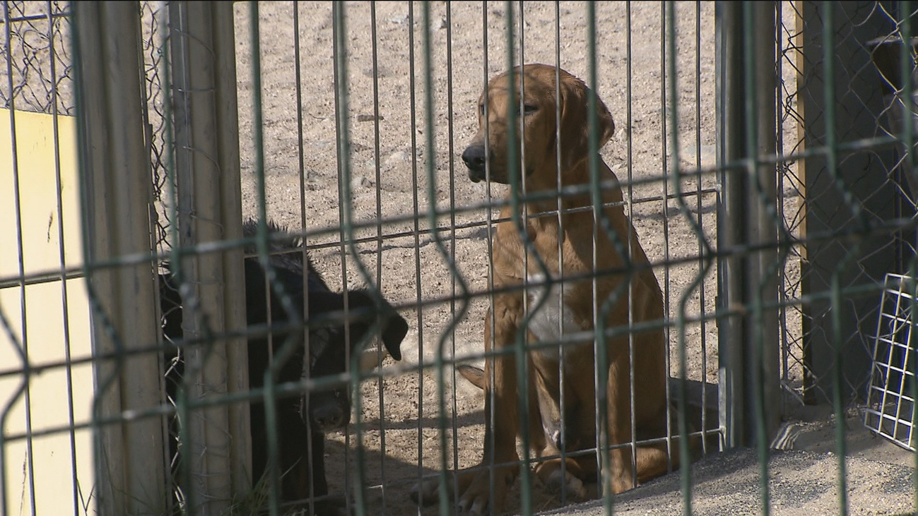 La Comunidad de Madrid promueve la tenencia responsable de mascotas