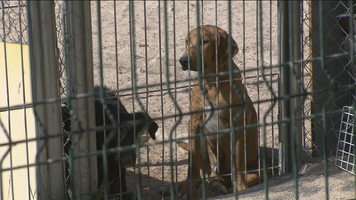 La Comunidad de Madrid promueve la tenencia responsable de mascotas