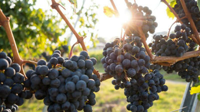 El Molar celebrará la 'Feria del Vino' en la primera semana de octubre