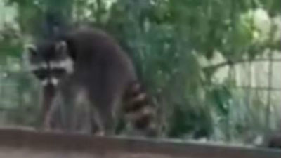 Mapaches campan a sus anchas por el barrio de la Estación de Coslada