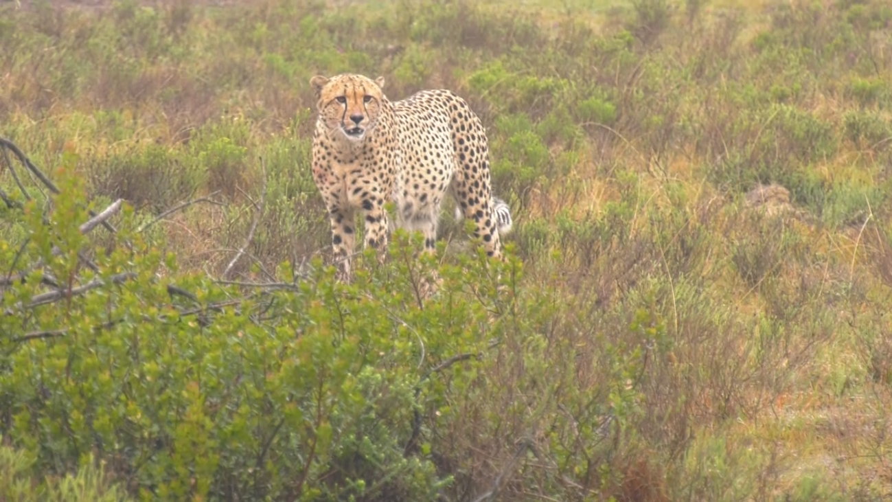 Un safari de lujo en la reserva privada de Shamwari