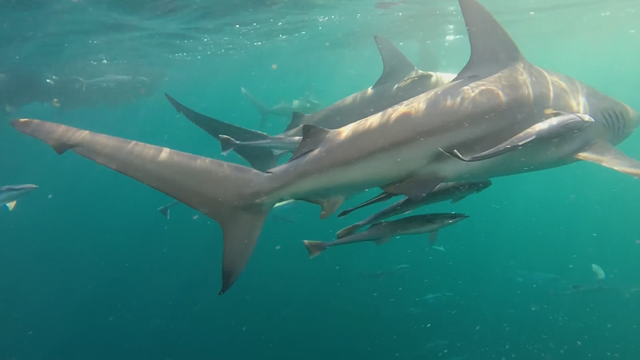 Nos sumergimos en una jaula con tiburones