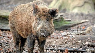 Villalba contrata una empresa para controlar las piaras de jabalíes