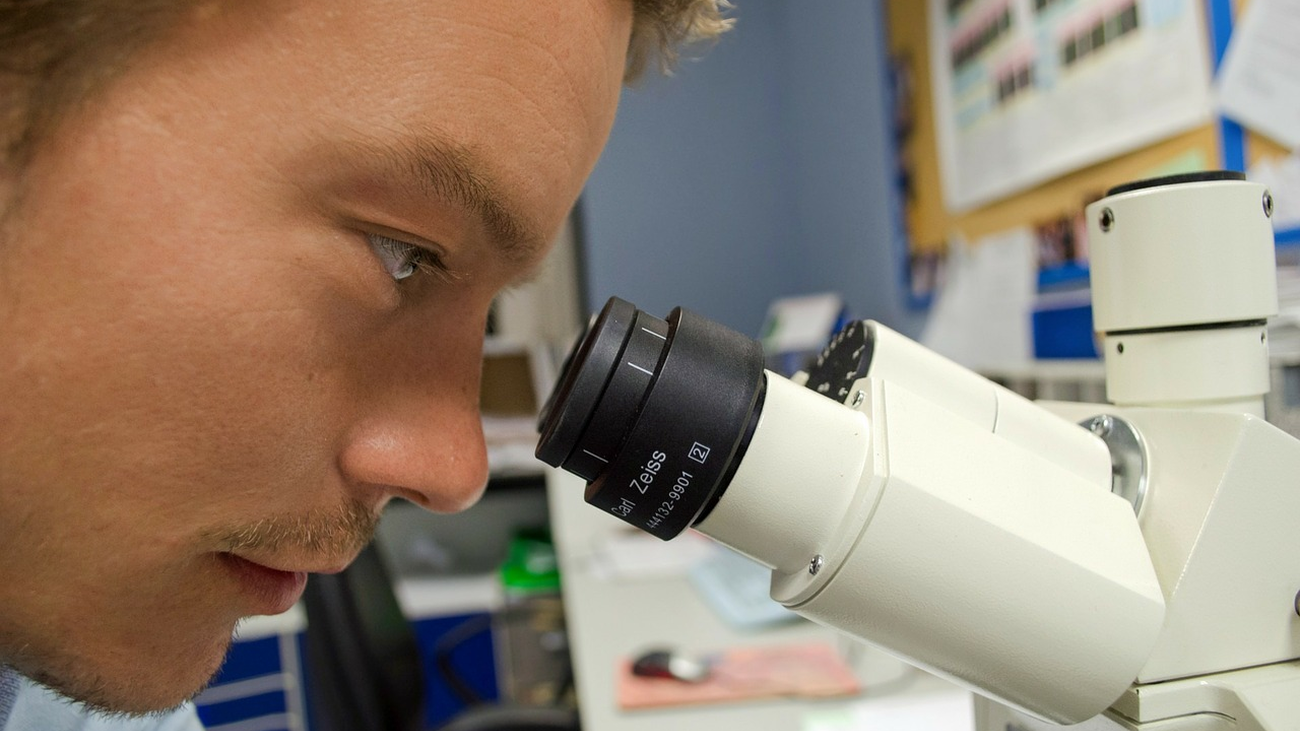 Investigadores españoles buscan cómo crear órganos de animales para humanos