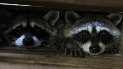 Preocupación entre los vecinos de Coslada por los mapaches