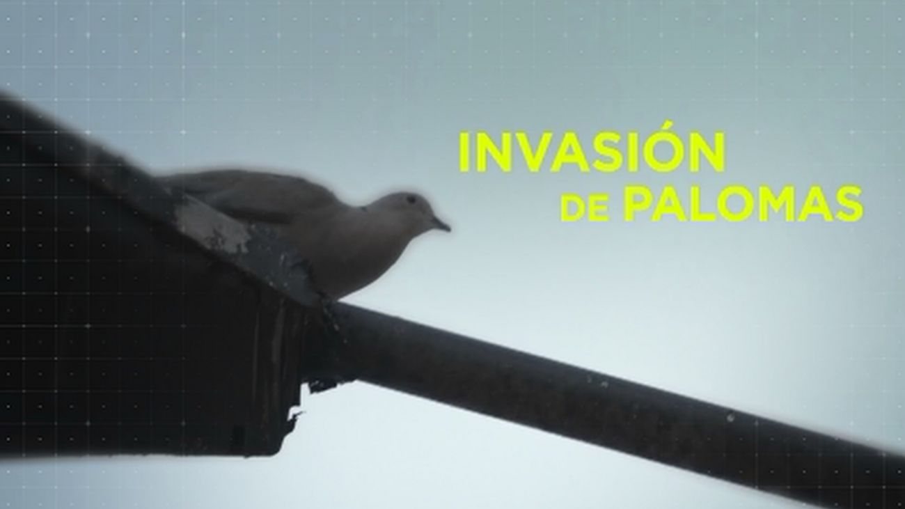 Madrid Directo 01.08.2019