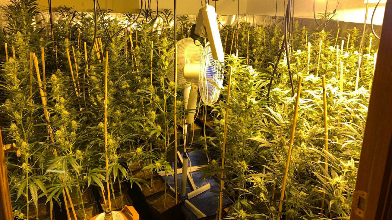 Plantación de marihuana en Manzanares El Real