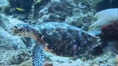 Una nueva amenaza para las tortugas