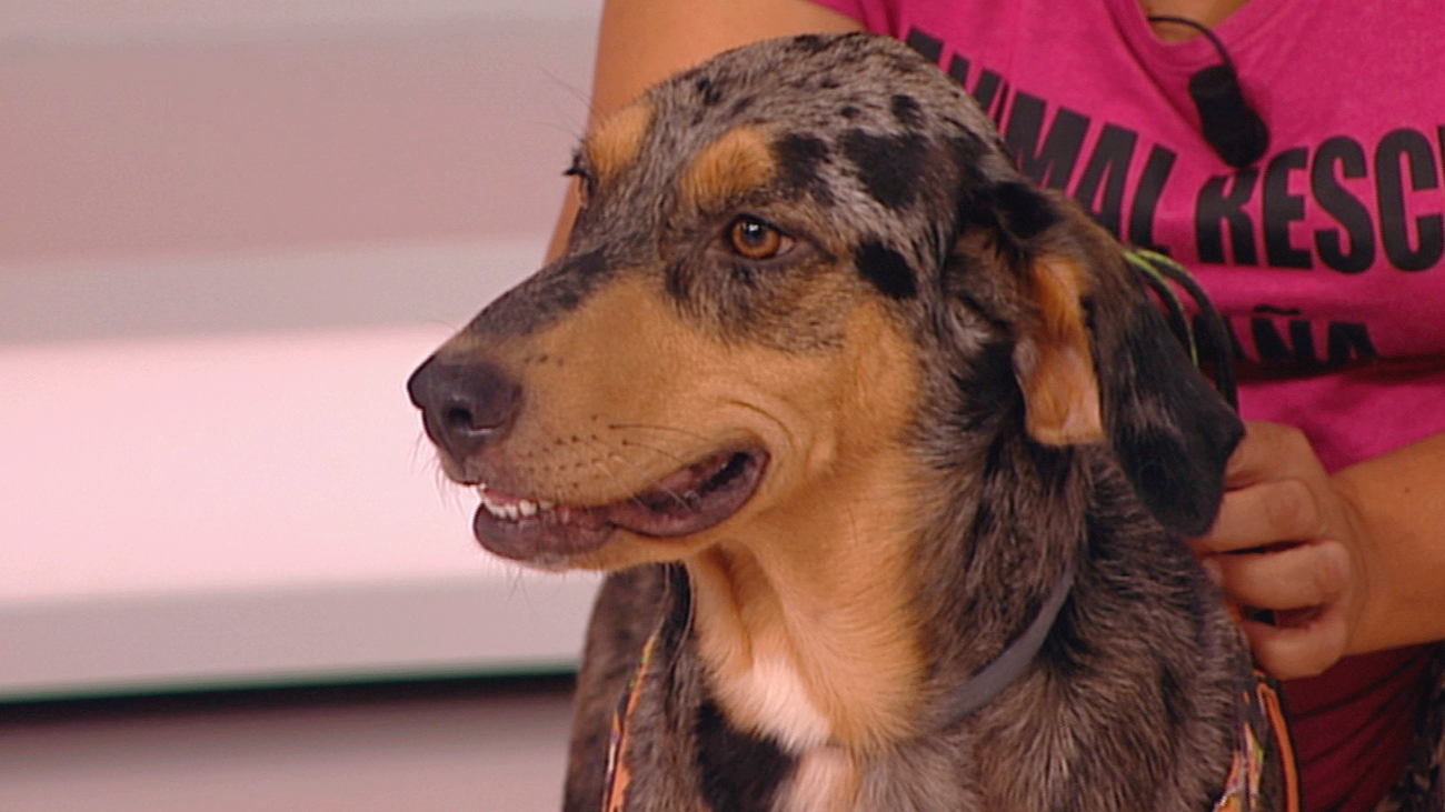 Yen y Yang buscan hogar