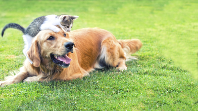 Enterrar a tu mascota en el campo te puede costar hasta 60.000 euros