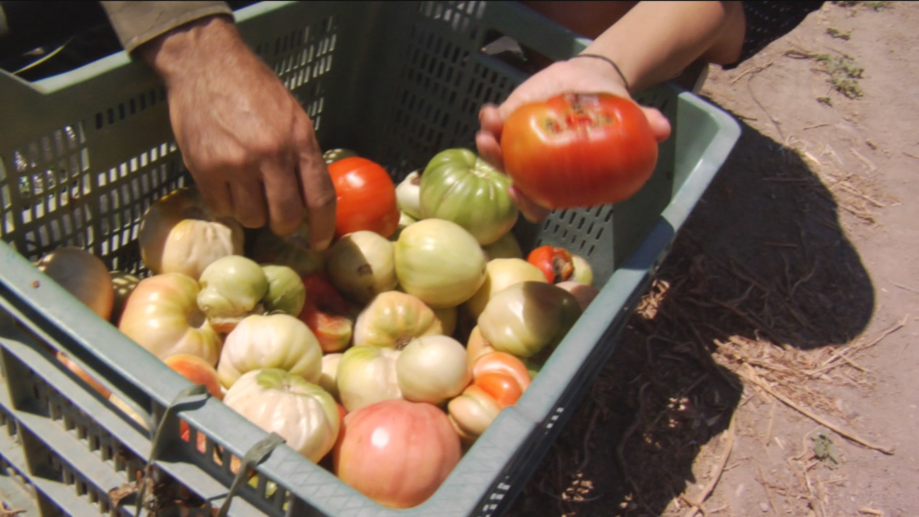 Así recogen el 'tomate rosa' en Aranjuez