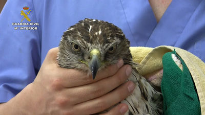 La Guardia Civil encuentra más de un centenar de aves electrocutadas