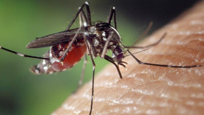 Rivas da recomendaciones contra la mosca negra y los mosquitos