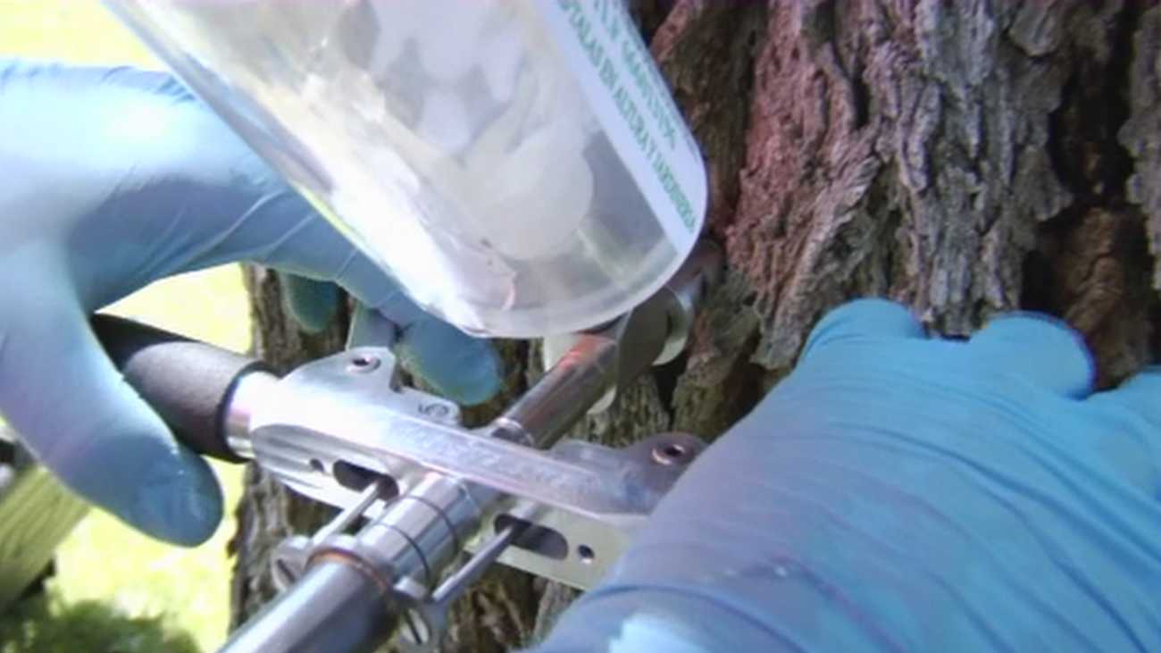 ¿El fin a la plaga de galerucas en Móstoles?