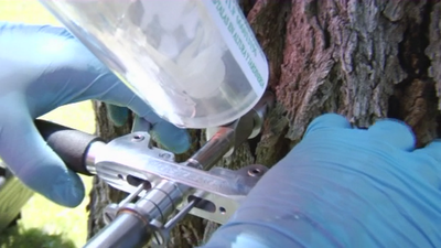 ¿El fin a la plaga de galerucas en Móstoles?