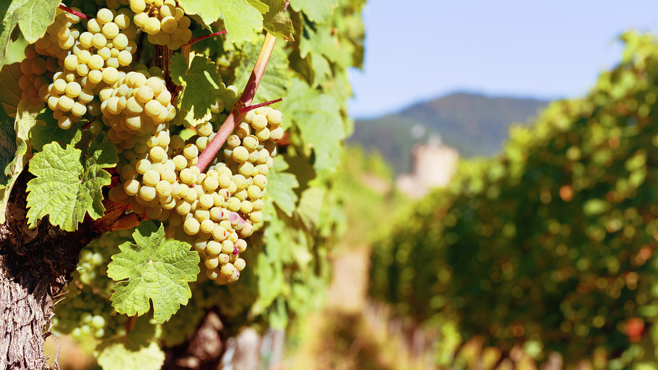 Comienza la vendimia de la uva más madrileña