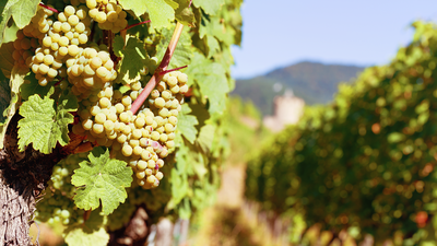 Comienza la vendimia de la uva más madrileña