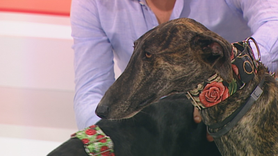 Leal e Ivana buscan hogar