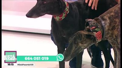 Está Pasando 09.08.2019