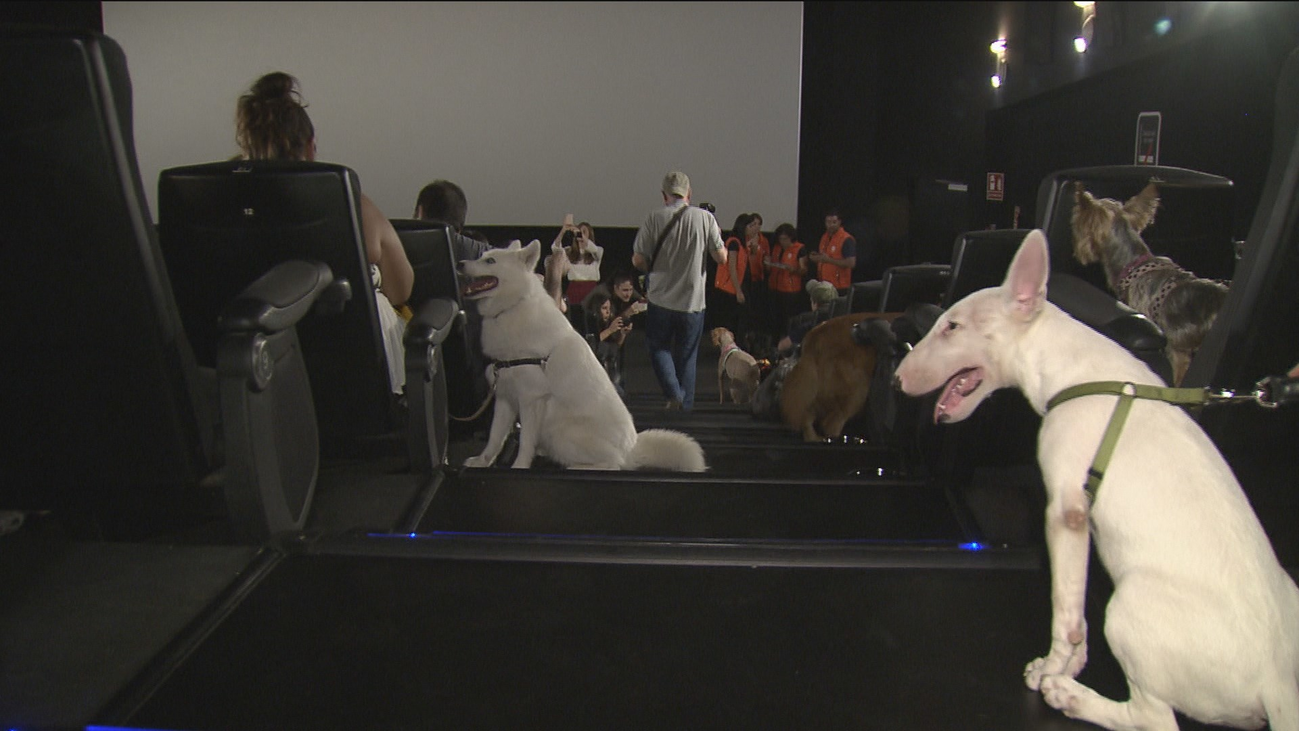 Al cine con tu mascota por un día