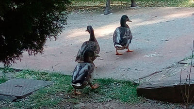 Dar de comer a los patos provoca una plaga de roedores en el parque de los Olivos de Algete