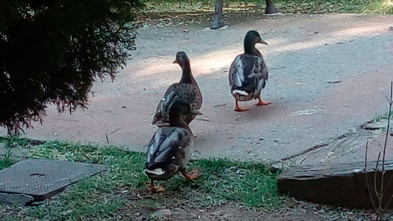 Laboratorio como el desayuno ciervo El Ayuntamiento de Algete aconseja no alimentar a los patos del parque de  los Olivos
