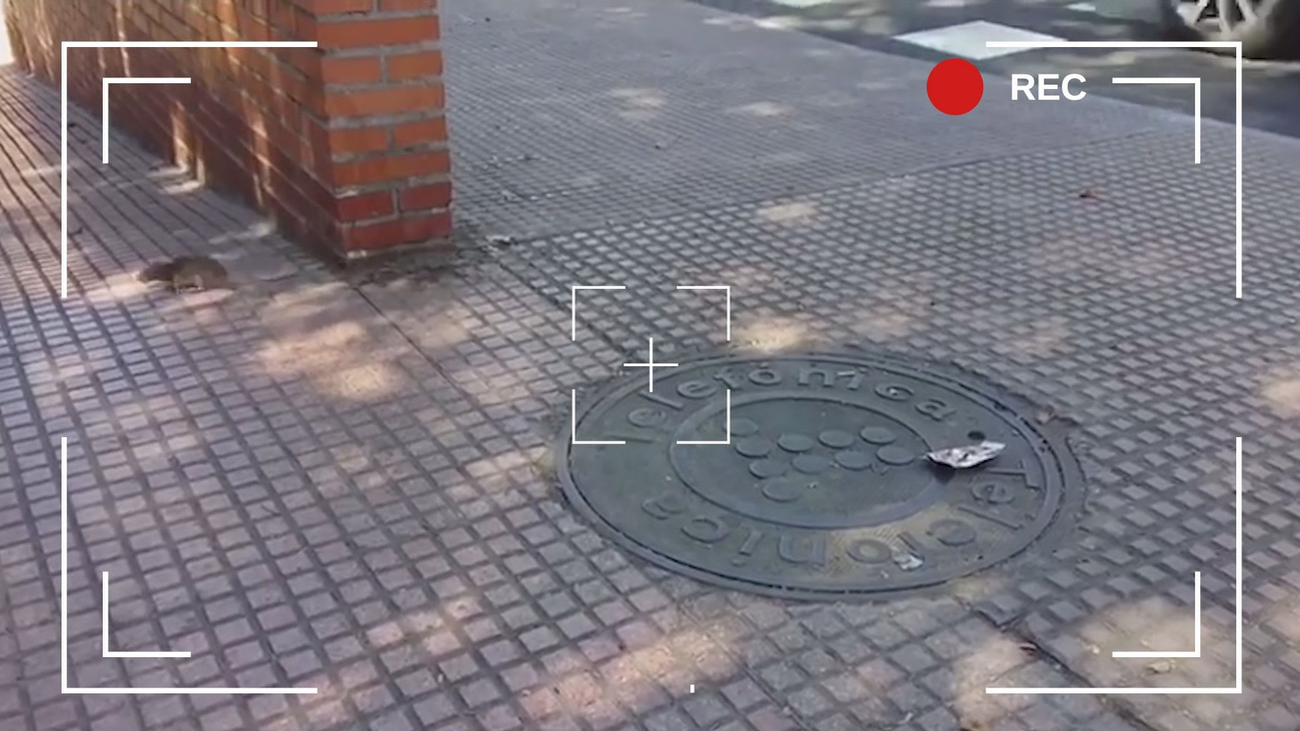 Una plaga de ratas invade Alcalá de Henares
