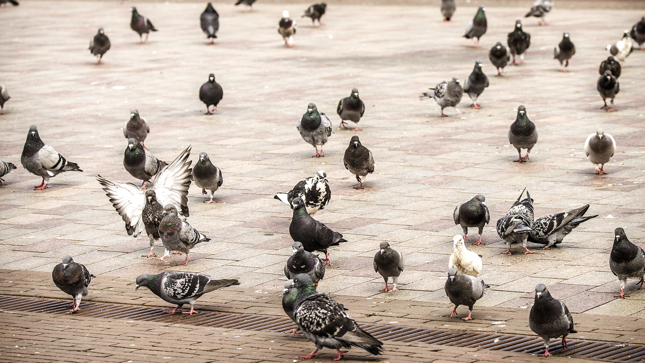 Vecinos de San Martín de la Vega denuncian una plaga de palomas