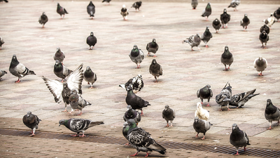 Vecinos de San Martín de la Vega denuncian una plaga de palomas