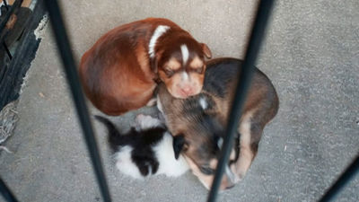 Impiden que un hombre arroje varios perros y gatos a las vías del tren en Getafe