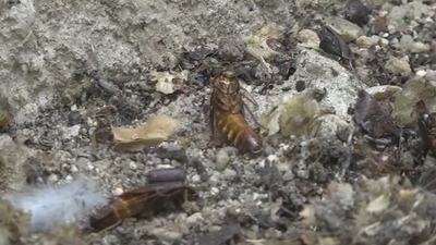 Así ponen fin a la plaga de ratas y cucarachas en Moratalaz