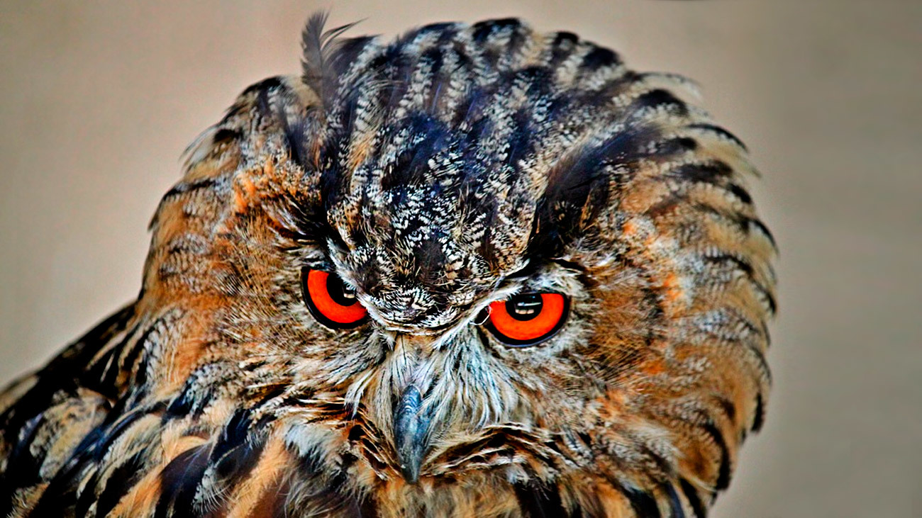 El búho real, una especie amenazada