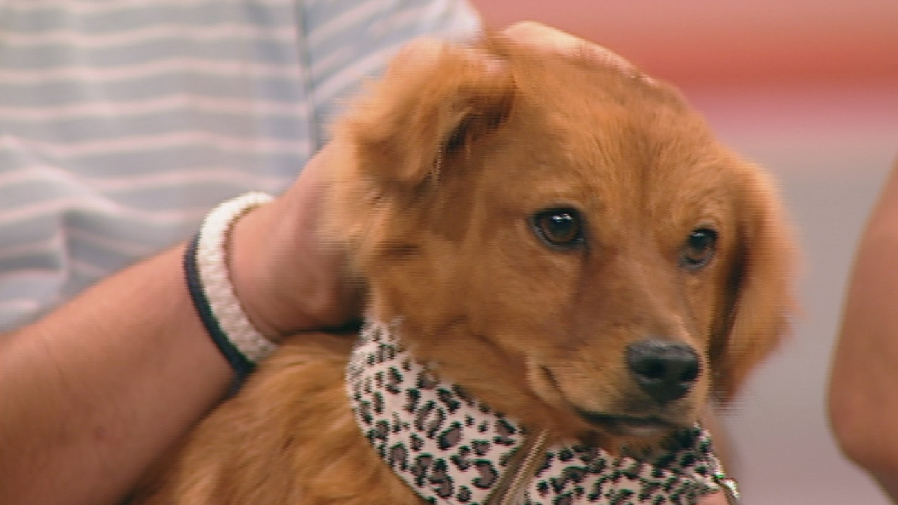 Una familia para Zazú y Nuvol