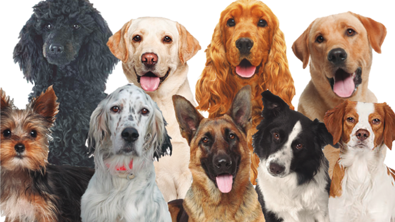 En Madrid hay más perros que bebés