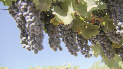 Comienza la vendimia en Arganda del Rey