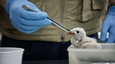 La ola de calor deja fatales consecuencias para la fauna en Madrid