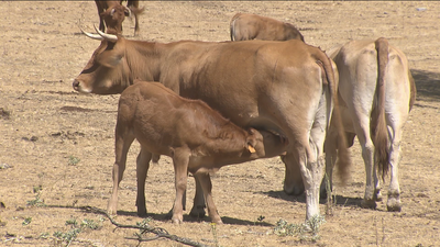 La Ganadería Ecológica, un negocio desconocido por muchos ganaderos madrileños