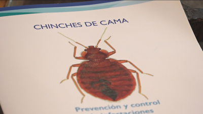 Las chinches invaden la sede de Samur Social