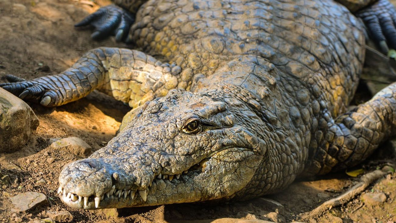 Un cocodrilo devora a un niño de 10 años