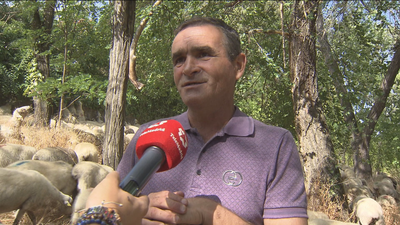 Un rebaño de ovejas desbrozan el parque de La Barranca, en Algete