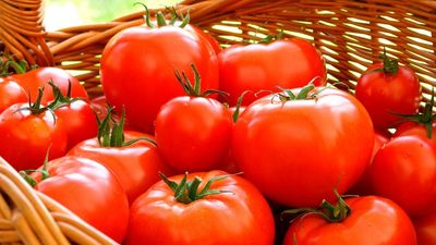 Colmenar Viejo elige el mejor tomate