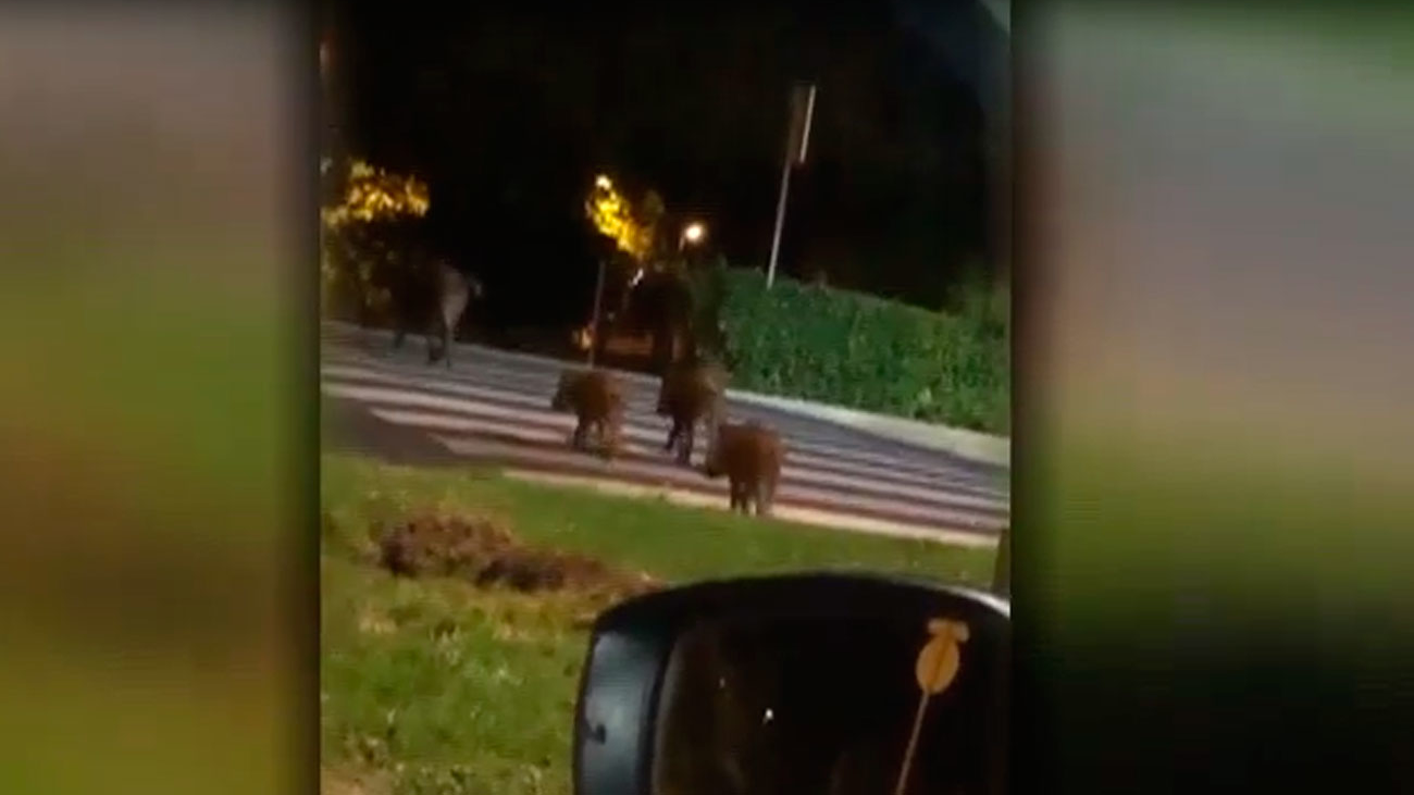Alarma en Majadahonda por otro avistamiento de jabalíes en la localidad