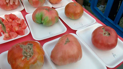Colmenar Viejo celebran su tradicional concurso de tomates
